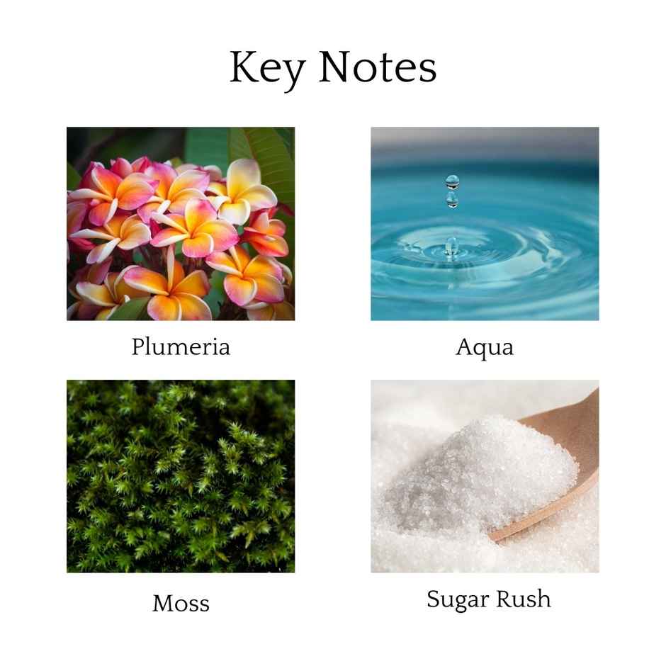 Whipand Wick Wild Plumeria Scented Candle