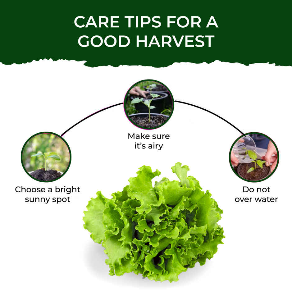 Pot And Bloom Lettuce Kit