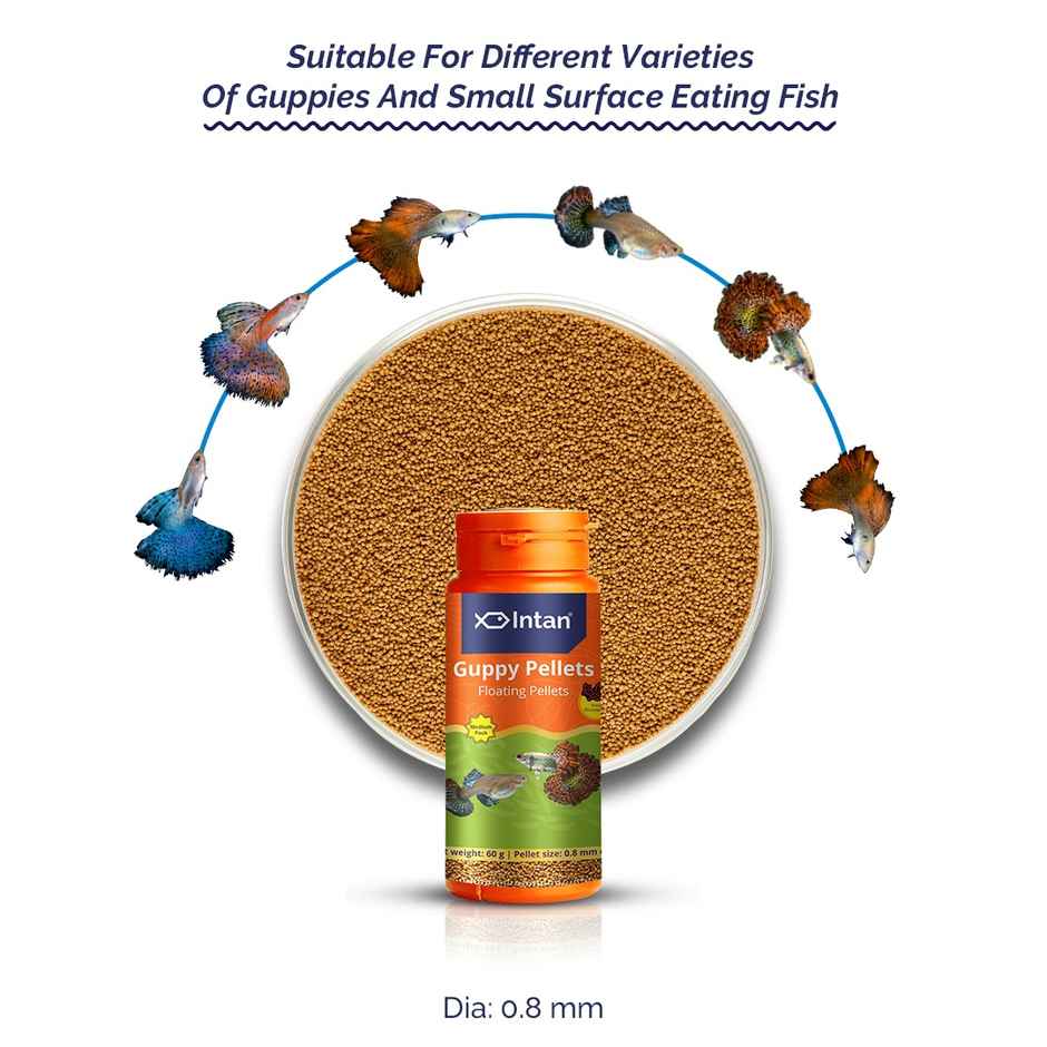 Intan Guppy Pellets - Fish FOOD for Guppies - Small Surface Eating Fish - Floating