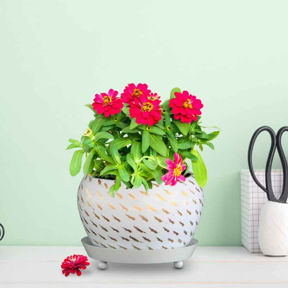 TrustBasket Golden Decorative Planter Bowl with Saucer | Tabletop Flower Pot for Home Decor