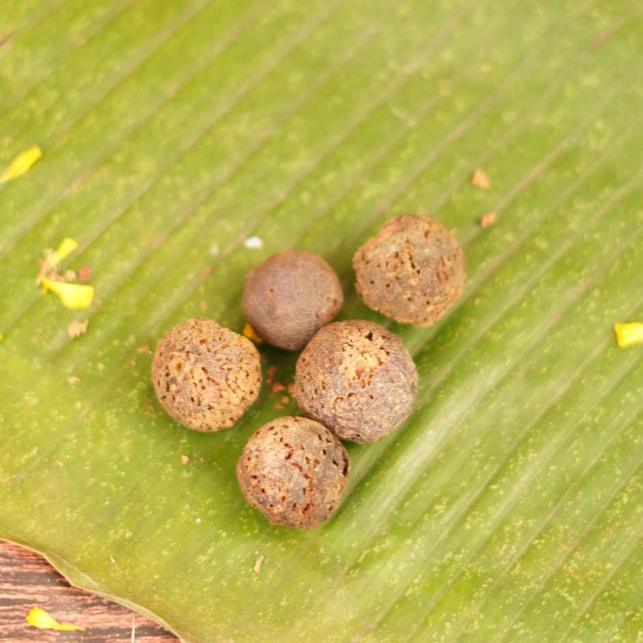 Rudraksha Fruit | Pack of 5 | ServDharm