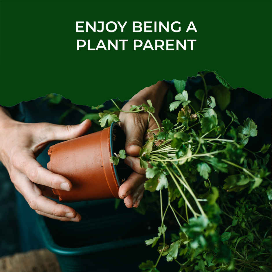 Pot And Bloom Parsley Kit