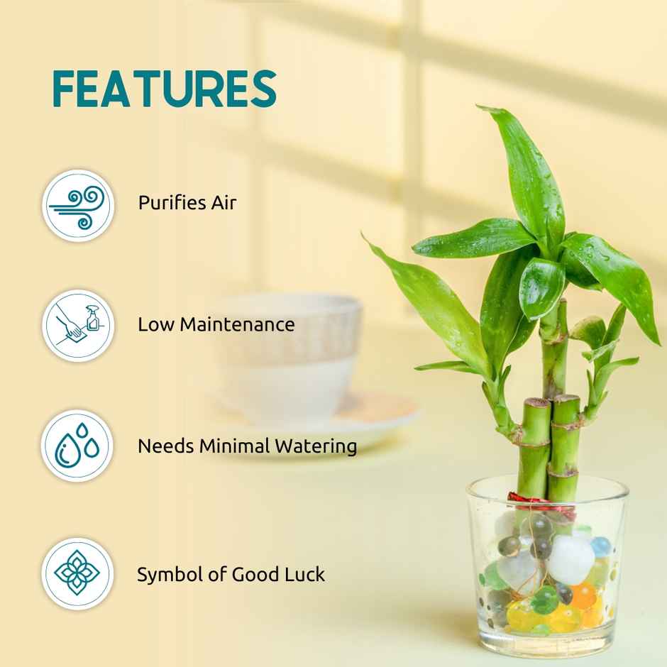 Nurturing Green - Combo of 3 Tabletop Live Plants for Home Décor