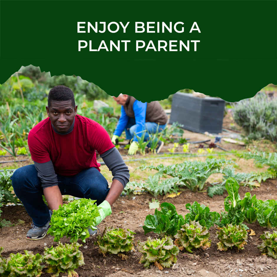 Pot And Bloom Lettuce Kit