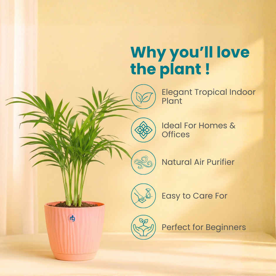 Nurturing Green Chamaedorea Palm Plant | Self-Watering Pot | 9.5 cm