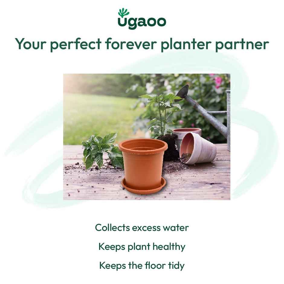 Ugaoo UV Treated Gardening Plastic Tray Plate | Saucer Pots - 8 in | Brown | Terracotta | Set of 6