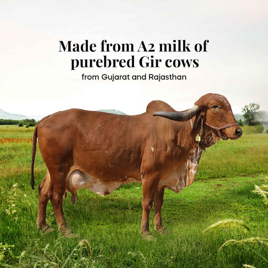 Himalayan Natives A2 Gir Cow Bilona Ghee - Jar