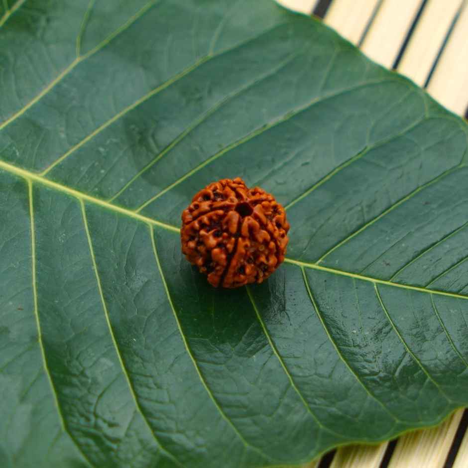 5 Mukhi Rudraksha | Single Bead for Puja | ServDharm