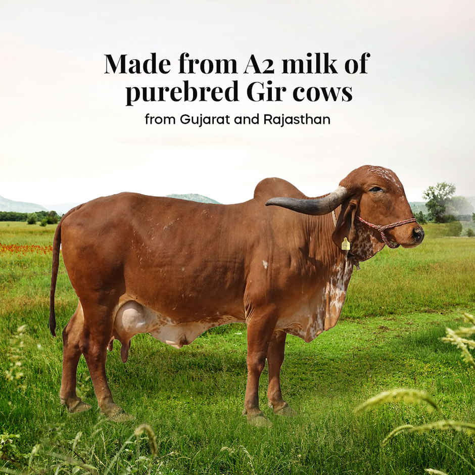 Himalayan Natives A2 Gir cow Bilona Ghee