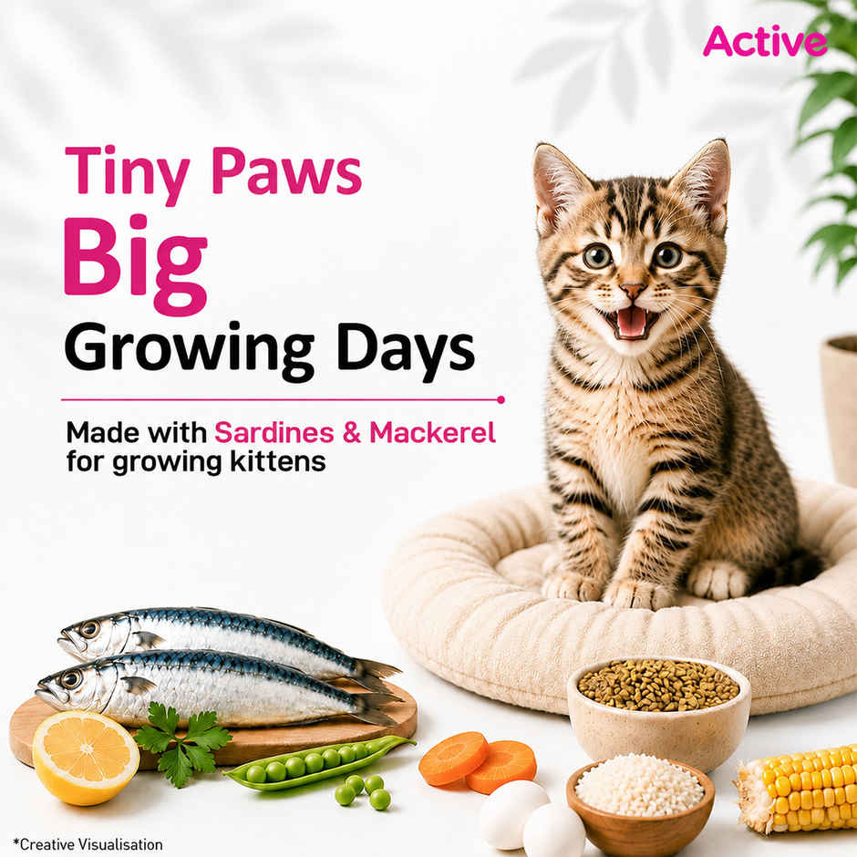 Active Ocean Fish Dry Kitten Cat Food | Buy 1 Get 1 Free