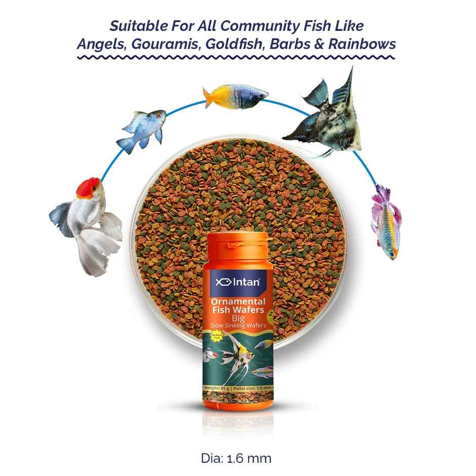 Intan Ornamental Fish Wafers - Fish FOOD for Angels | Gouramis | Goldfish | Barbs | Rainbows