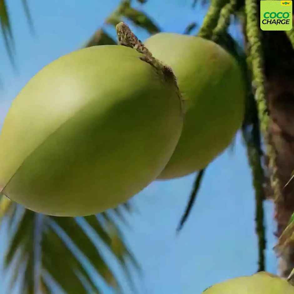 Wow Coco Organic Tender Coconut Water