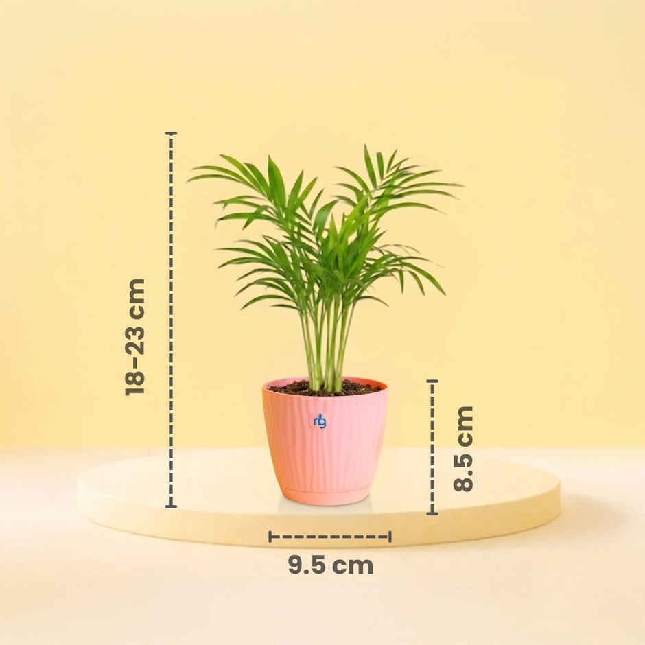 Nurturing Green Chamaedorea Palm Plant in Self Watering Pot | Gifting & Decor