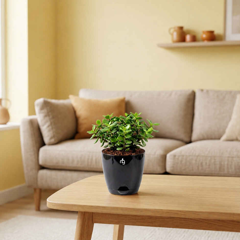 Nurturing Green Jade Plant in Self Watering Pot | Gifting & Decor
