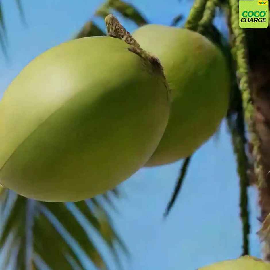 Wow Coco Absolutely Pure Coconut Water Bottle