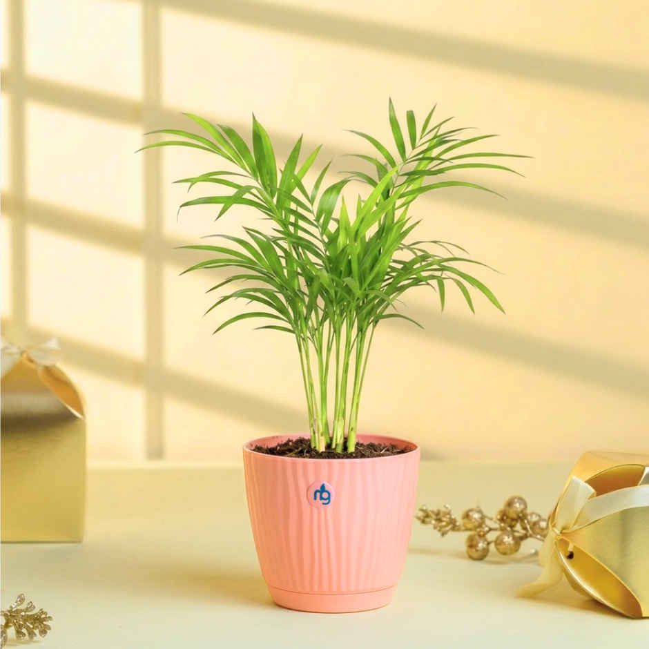 Nurturing Green Chamaedorea Palm Plant | Self-Watering Pot | 9.5 cm