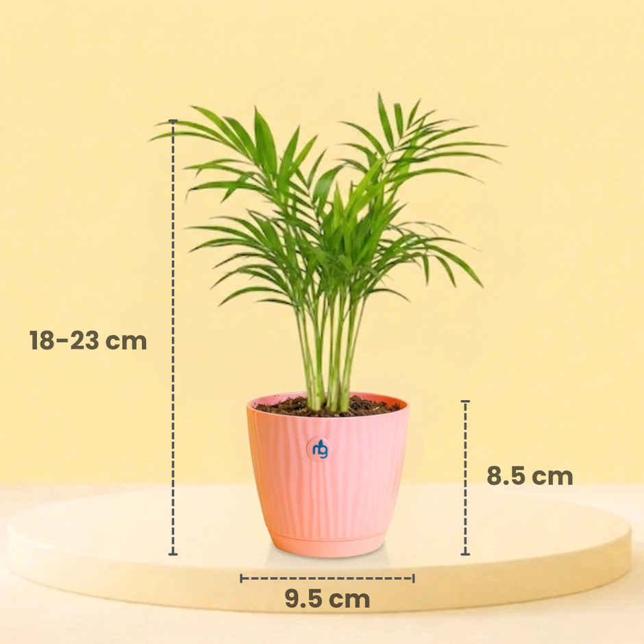Nurturing Green Chamaedorea Palm Plant | Self-Watering Pot | 9.5 cm