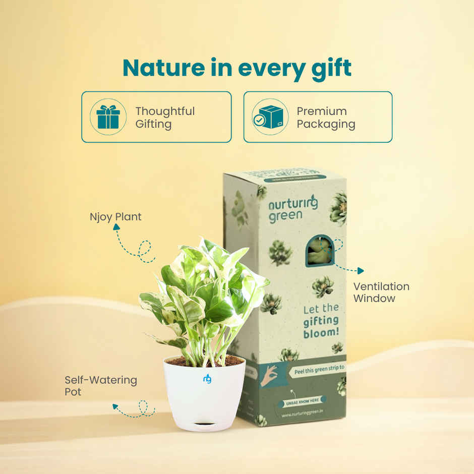 Nurturing Green Air Purifying Njoy Money Plant in Self Watering Ivory Pot | Gifting & Decor