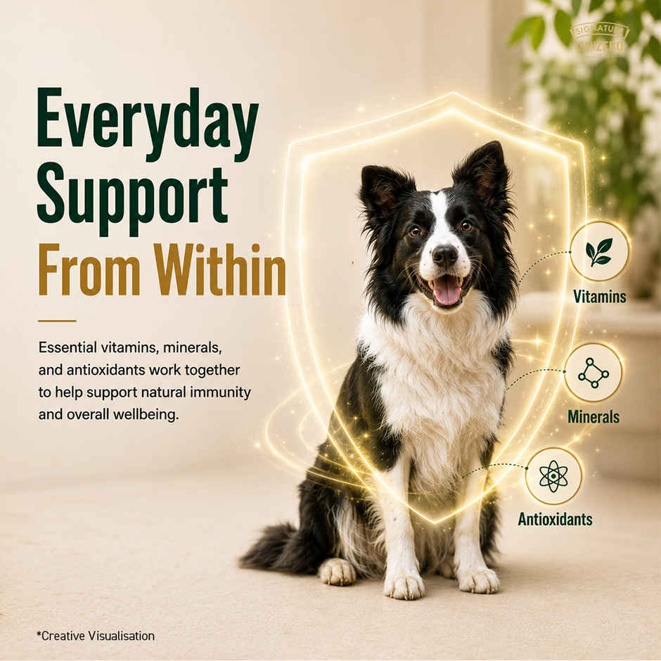 Signature Grain Zero Adult Dry Dog Food | Real Chicken, Eggs, and Vegetables
