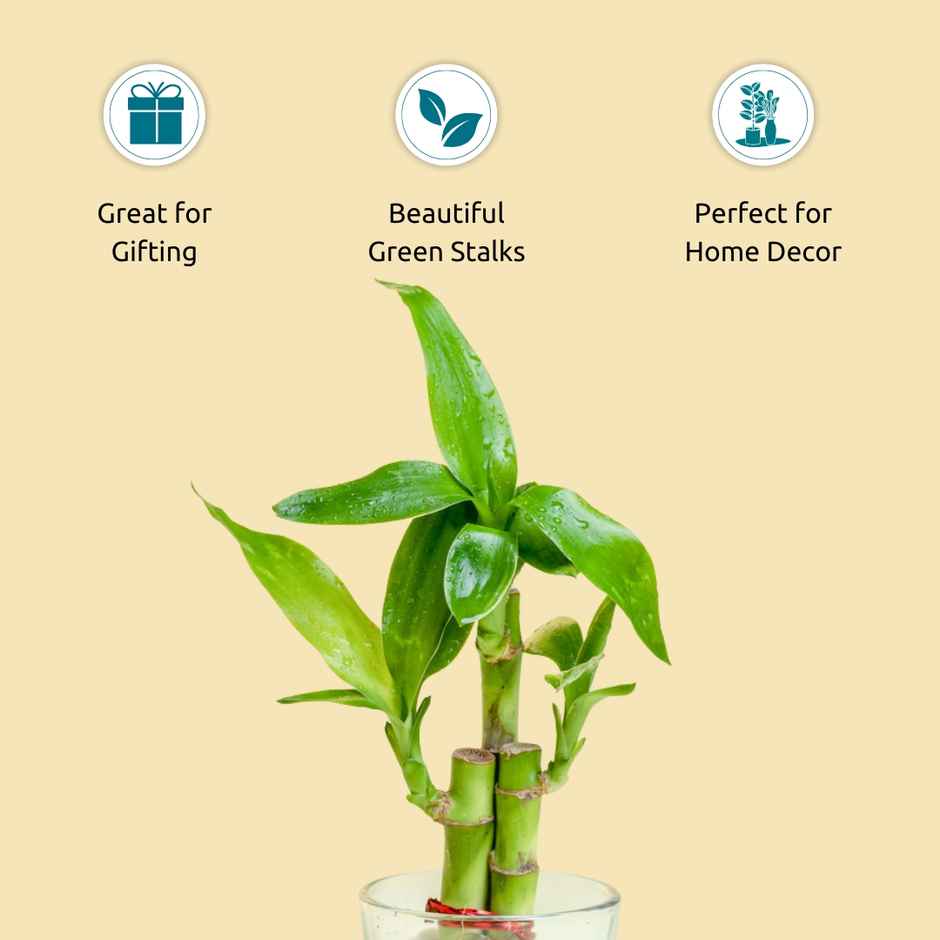 Nurturing Green - Lucky Bamboo Plant (3-Stems) in Glass Pot (6cm x 6cm) | Good Luck Plant Gift