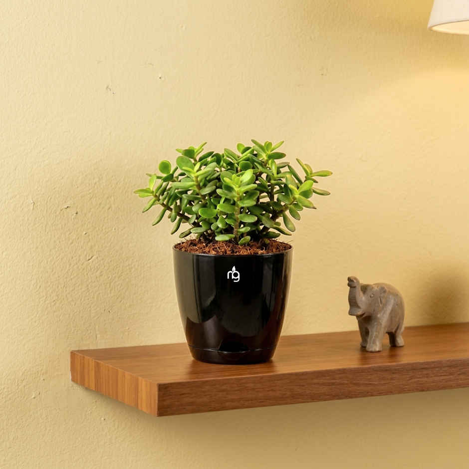 Nurturing Green Jade Plant in Self Watering Pot | Gifting & Decor