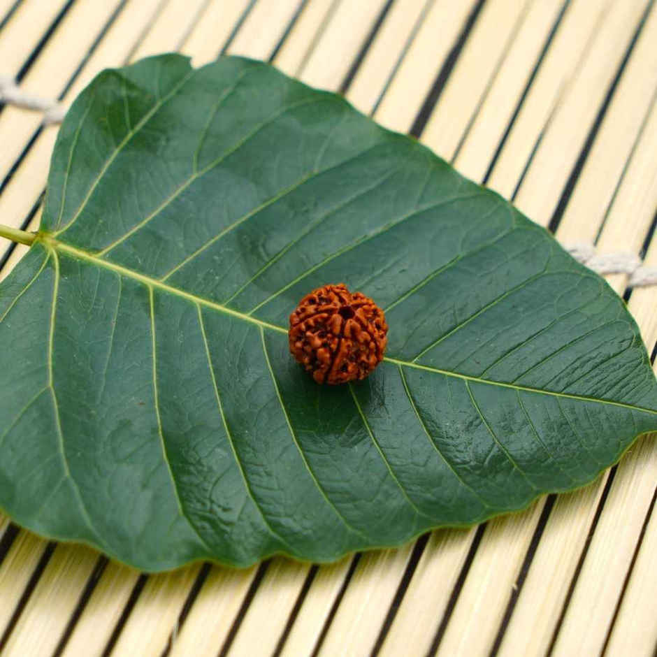 5 Mukhi Rudraksha | Single Bead for Puja | ServDharm
