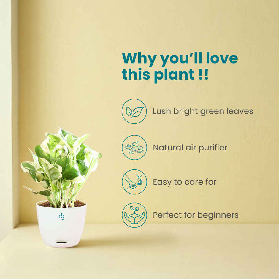 Nurturing Green Air Purifying Njoy Money Plant in Self Watering Ivory Pot | Gifting & Decor