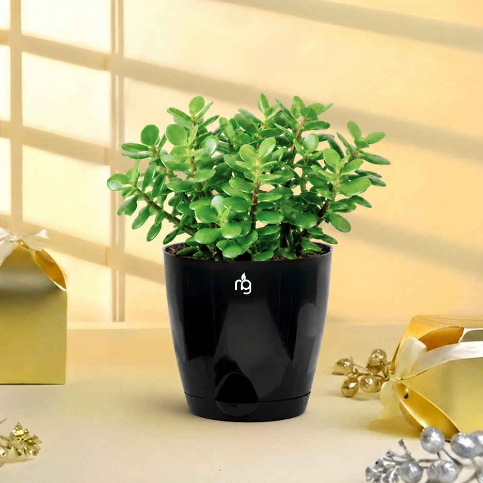Nurturing Green Jade Plant in Self Watering Pot | Gifting & Decor