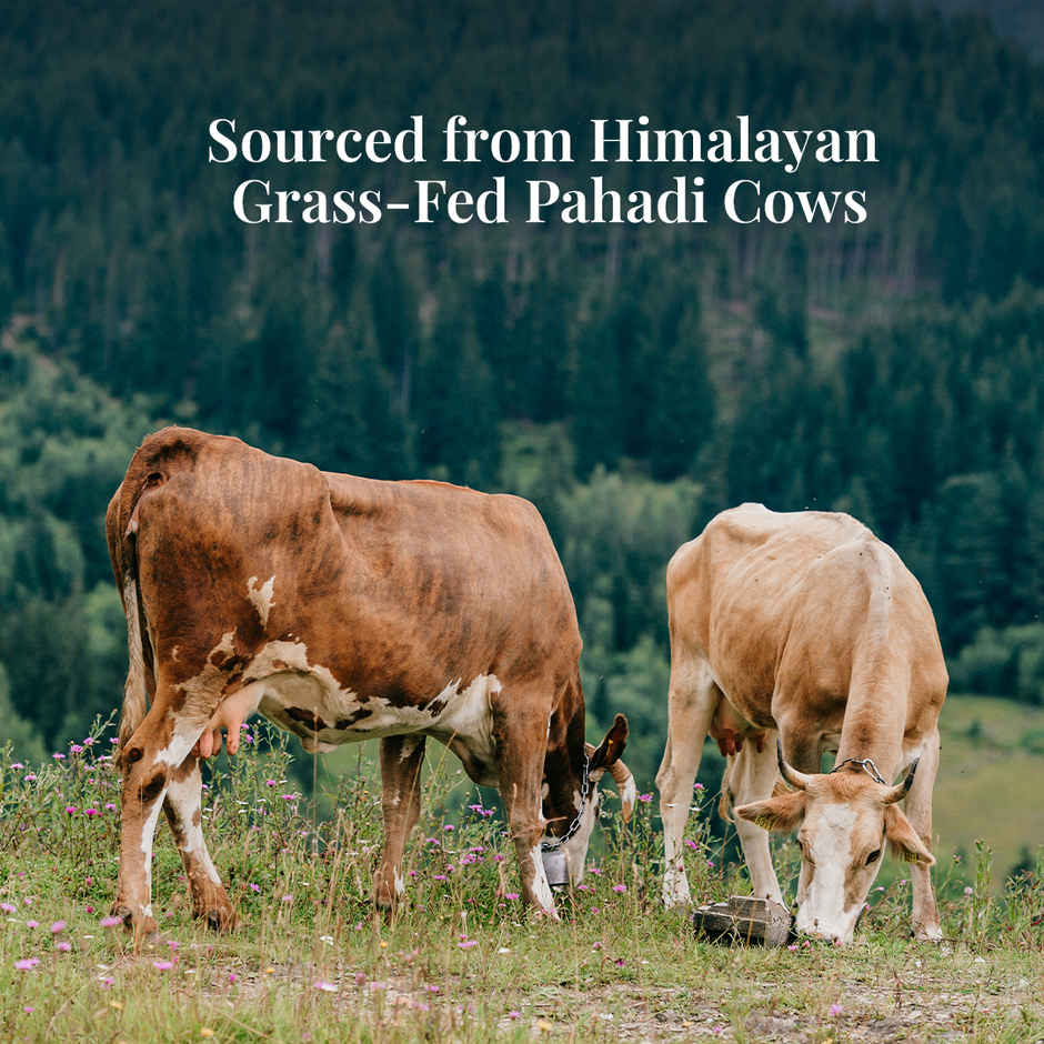 Himalayan Natives Truly Natural Pahadi Ghee | Jar