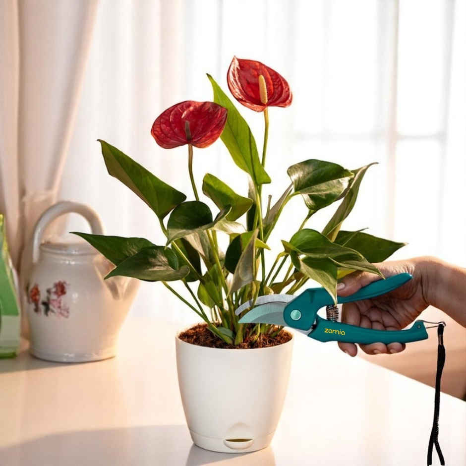 Zamia Garden Pruner | Sharp Bypass Blade | Rust-Resistant Stem Cutter | By Nurturing Green