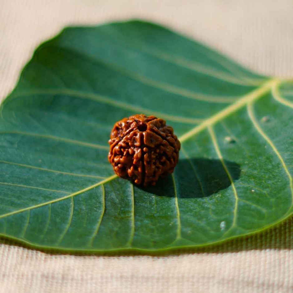 5 Mukhi Rudraksha | Single Bead for Puja | ServDharm