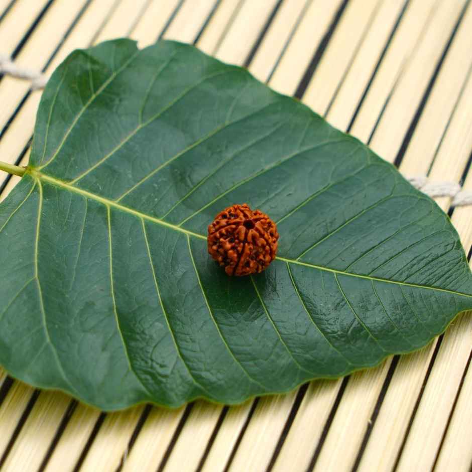 Servdharm 5 Mukhi Rudraksha Bead For Pooja
