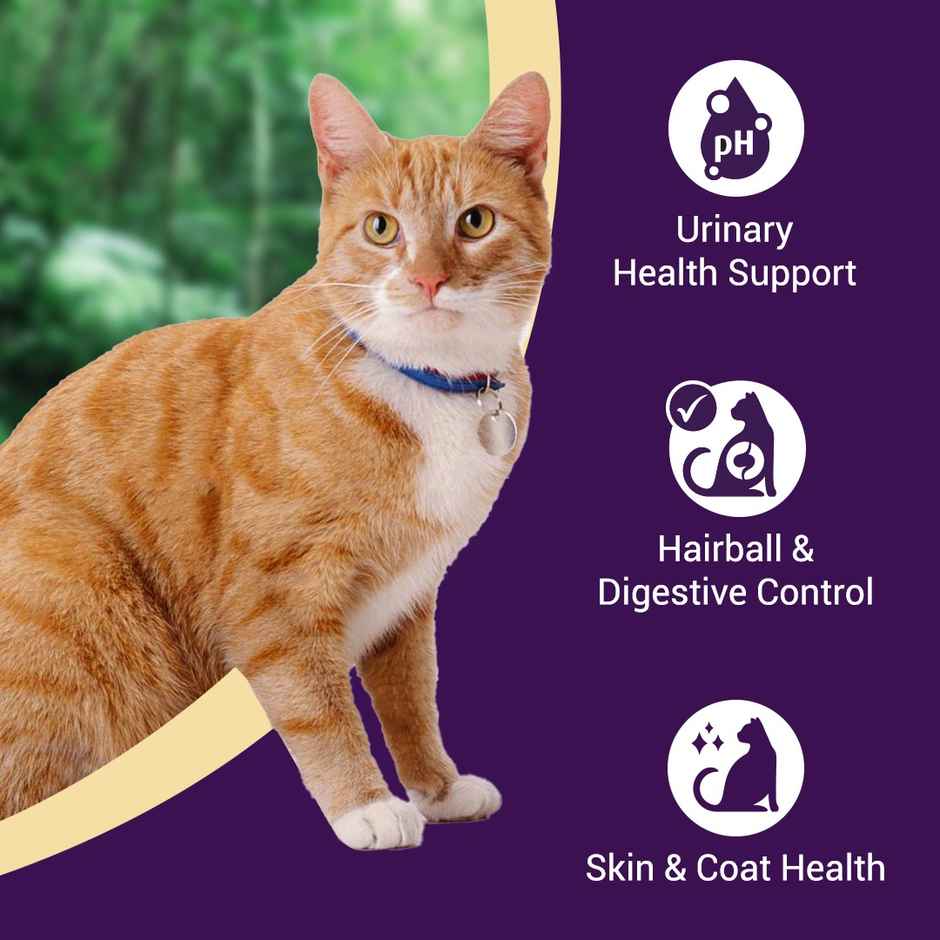 Purrfeto Dry Cat FOOD Chicken And Salmon | Adult FOOD