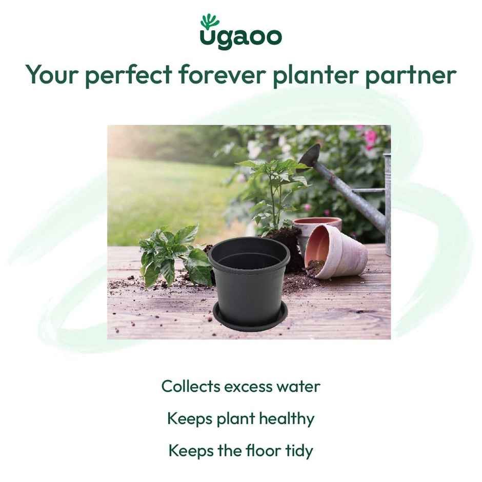 Ugaoo UV Treated Gardening Plastic Tray Plate | Saucer for Pots - 6 in | Black Color | Set of 6