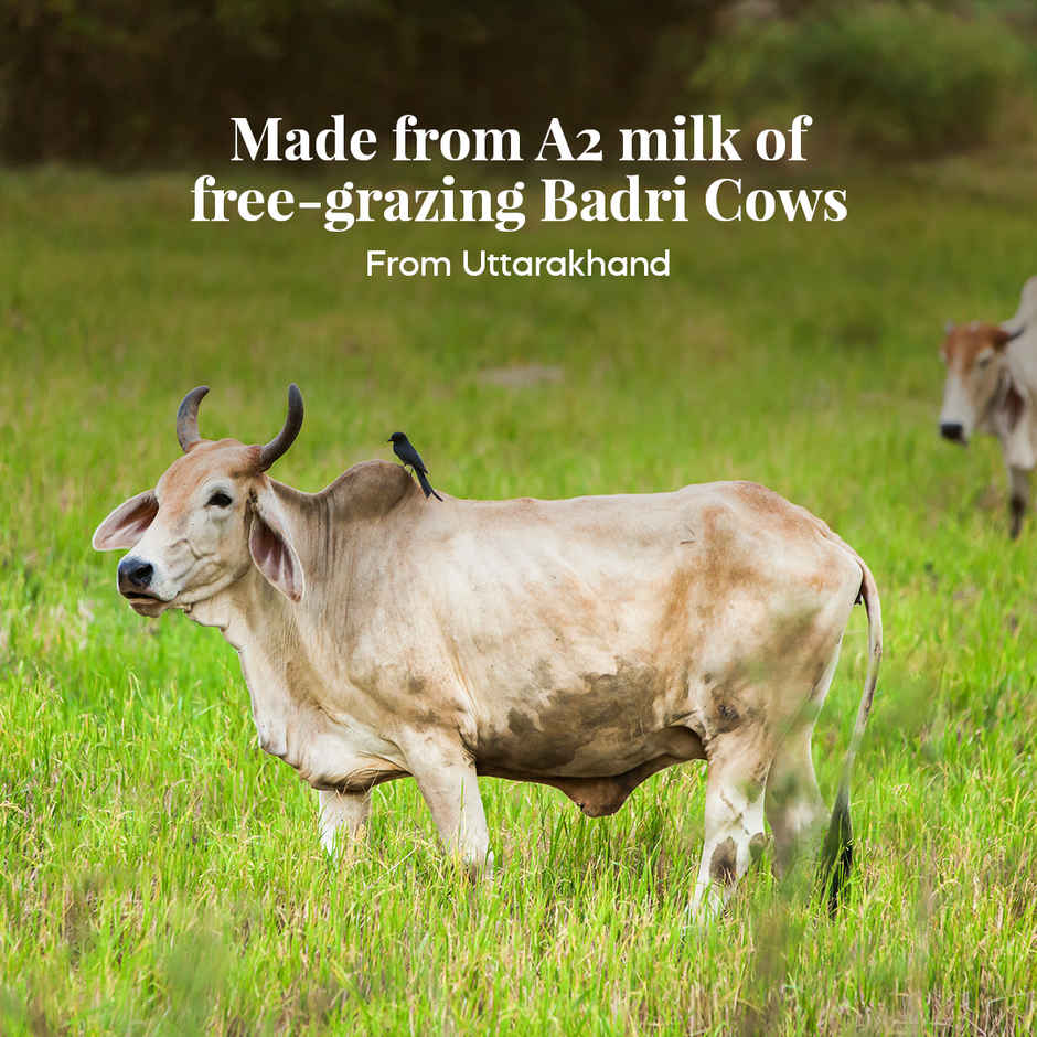 Himalayan Natives A2 Badri cow Ghee