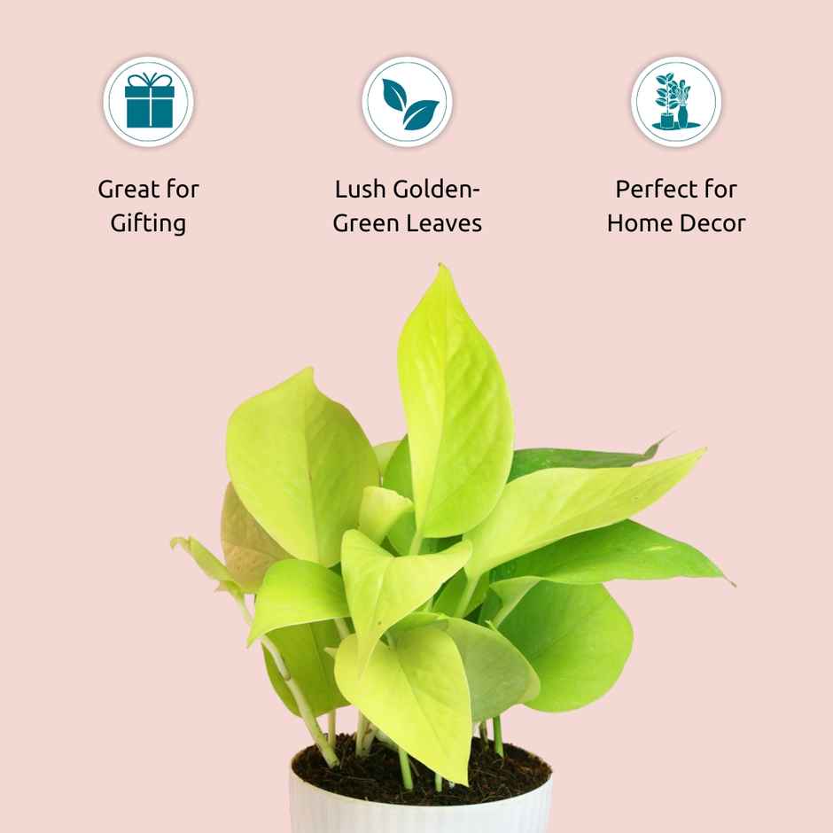 Nurturing Green - Money Plant Gold in Self Watering Pot (Ivory, 9.5cm x 8.5cm) | Indoor Plants