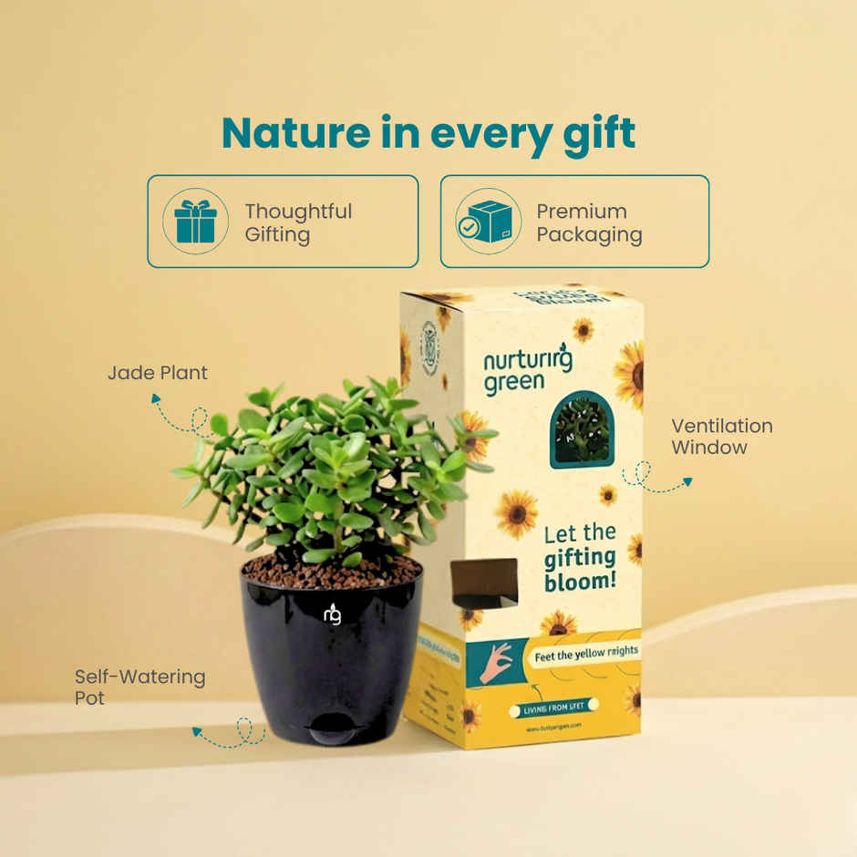 Nurturing Green Jade Plant in Self Watering Pot | Gifting & Decor