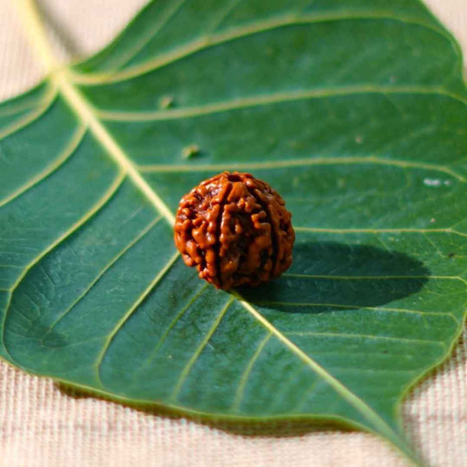 5 Mukhi Rudraksha | Single Bead for Puja | ServDharm