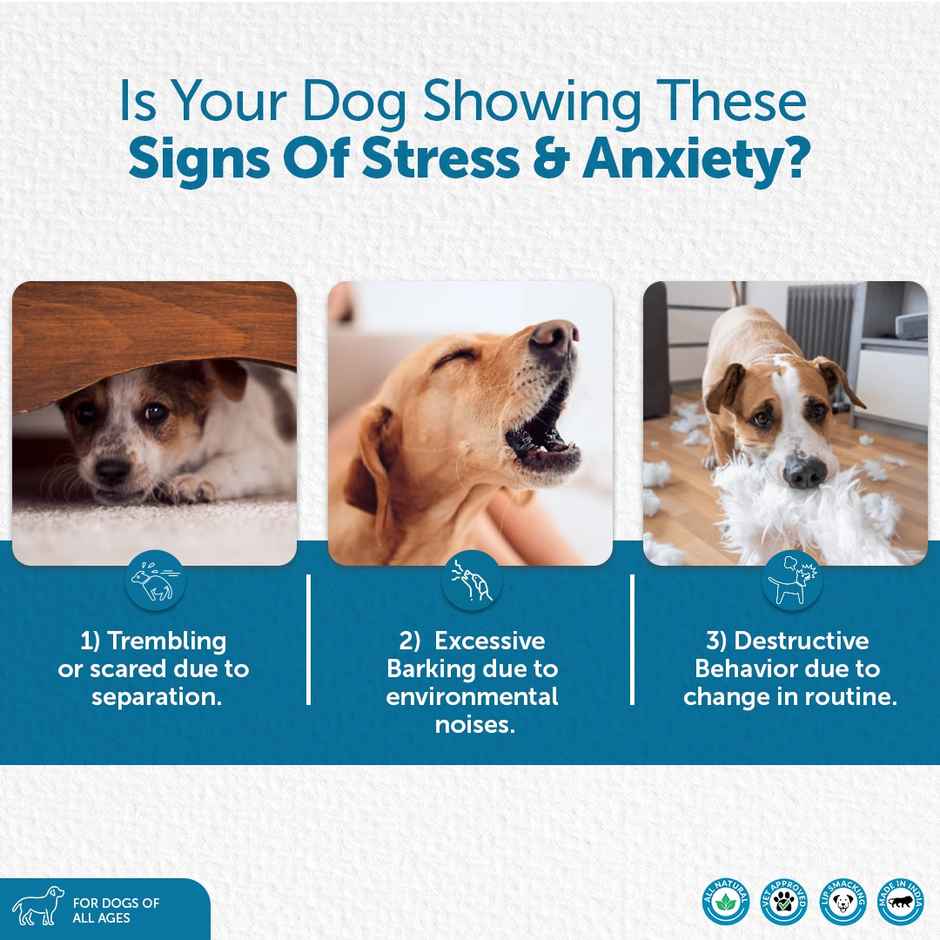 Costa D'Costa Calming Drink For Dogs | All Ages