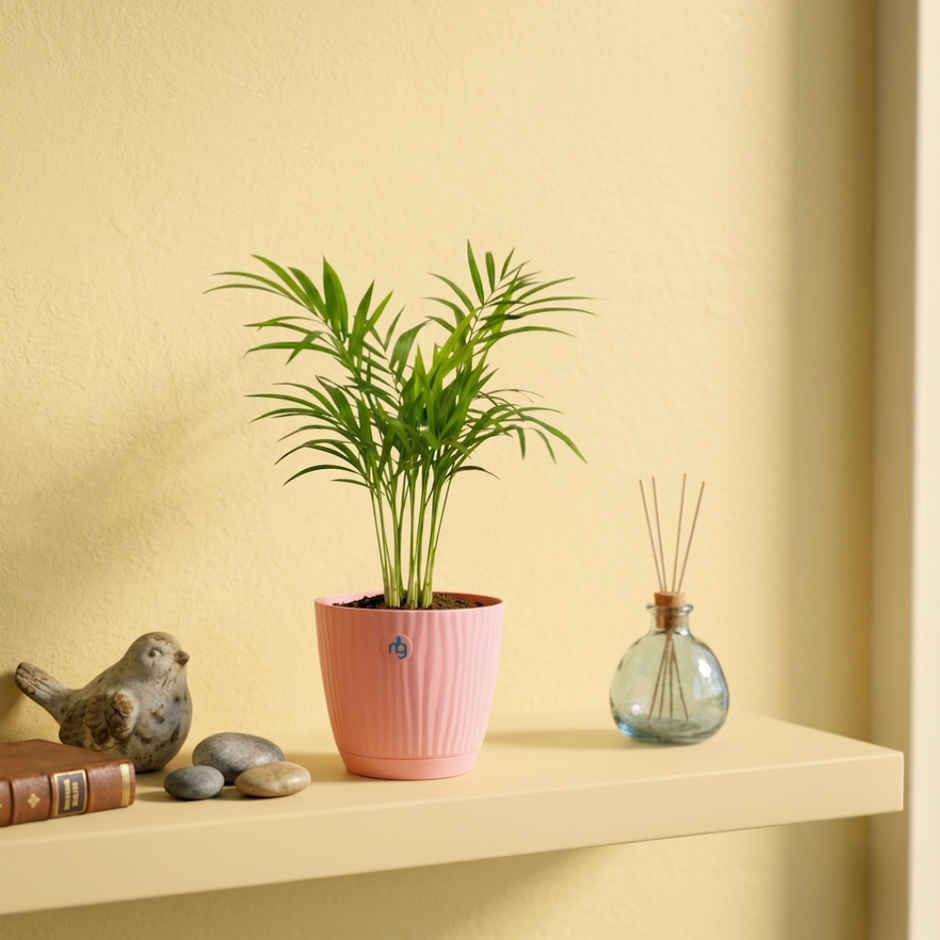 Nurturing Green Chamaedorea Palm Plant in Self Watering Pot | Gifting & Decor