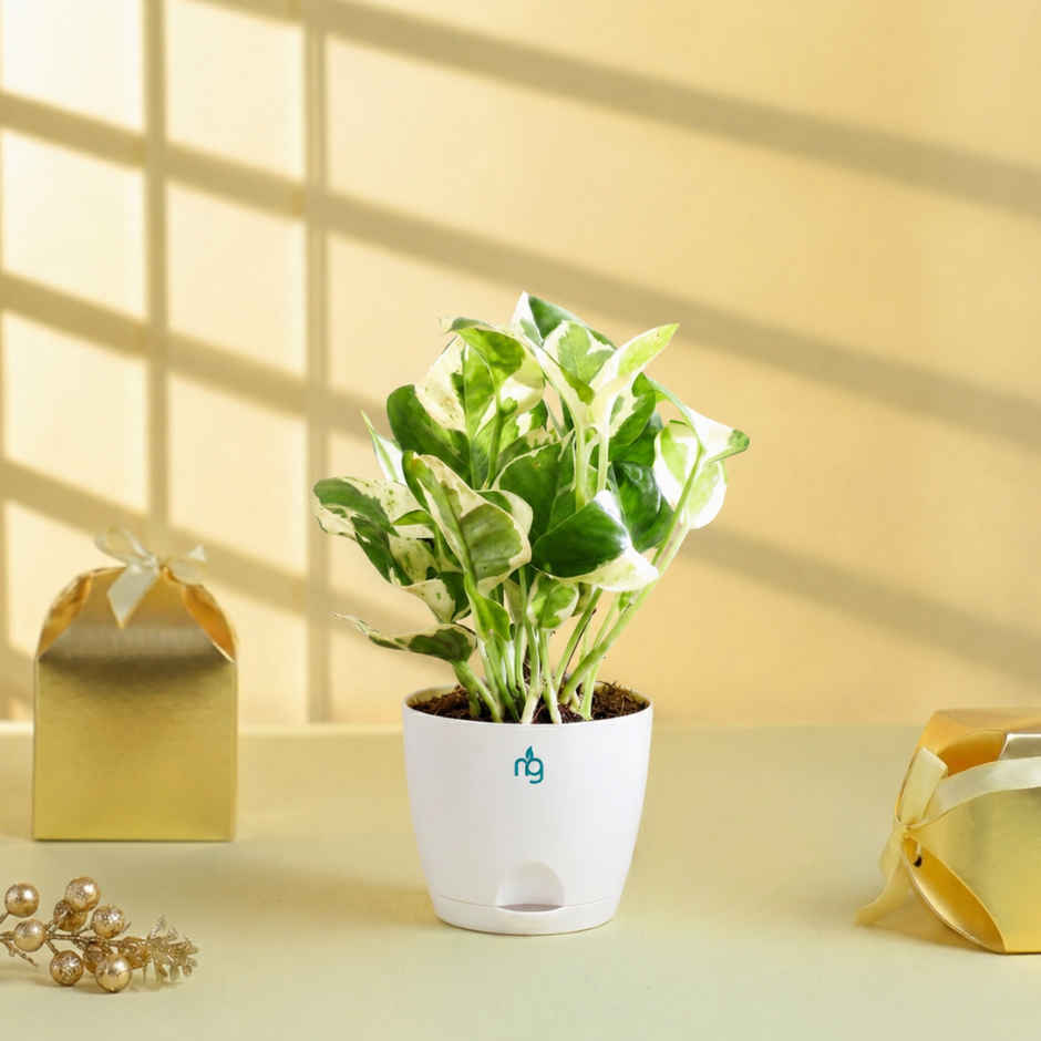 Nurturing Green Air Purifying Njoy Money Plant in Self Watering Ivory Pot | Gifting & Decor