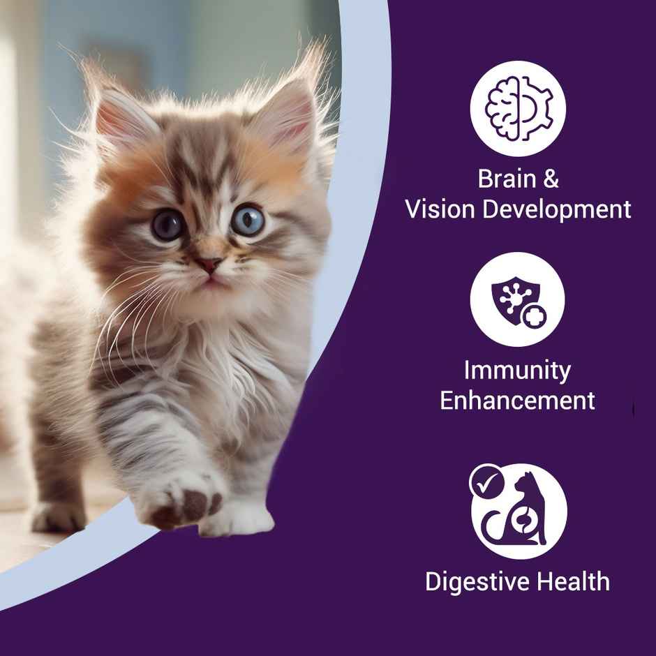 Purrfeto Dry Cat FOOD Chicken And Rice | Kitten FOOD