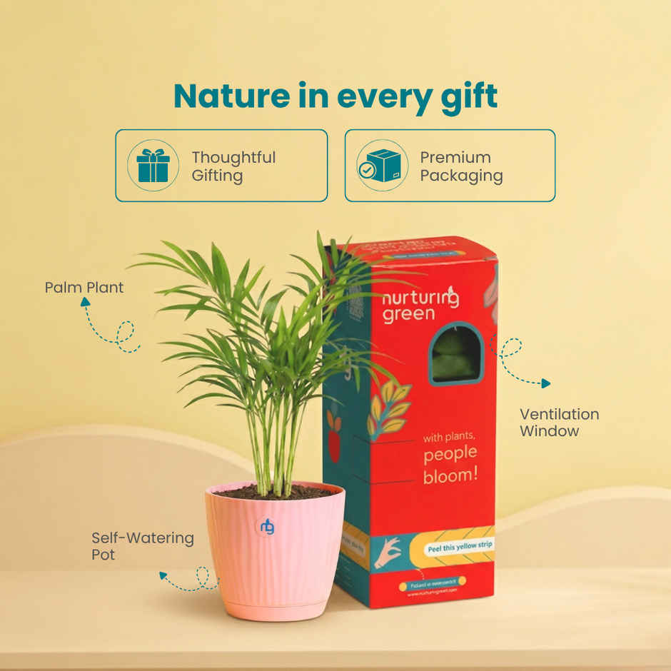 Nurturing Green Chamaedorea Palm Plant in Self Watering Pot | Gifting & Decor