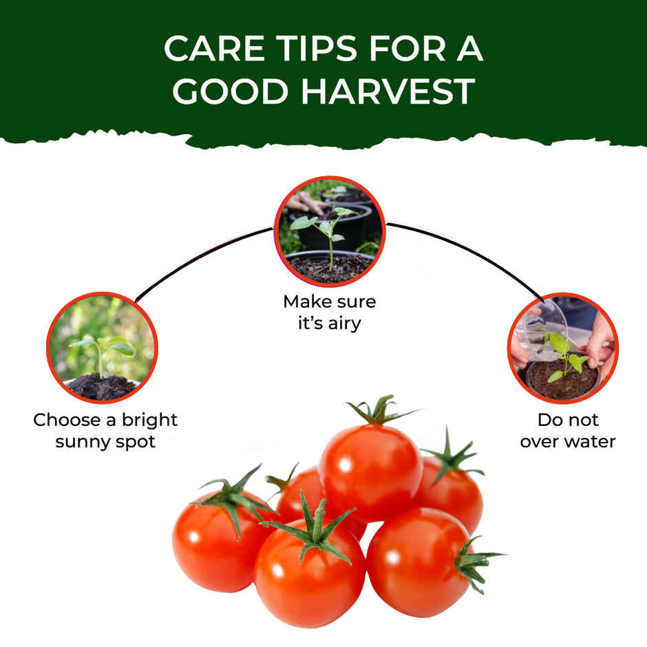 Pot And Bloom Cherry Tomato Kit 