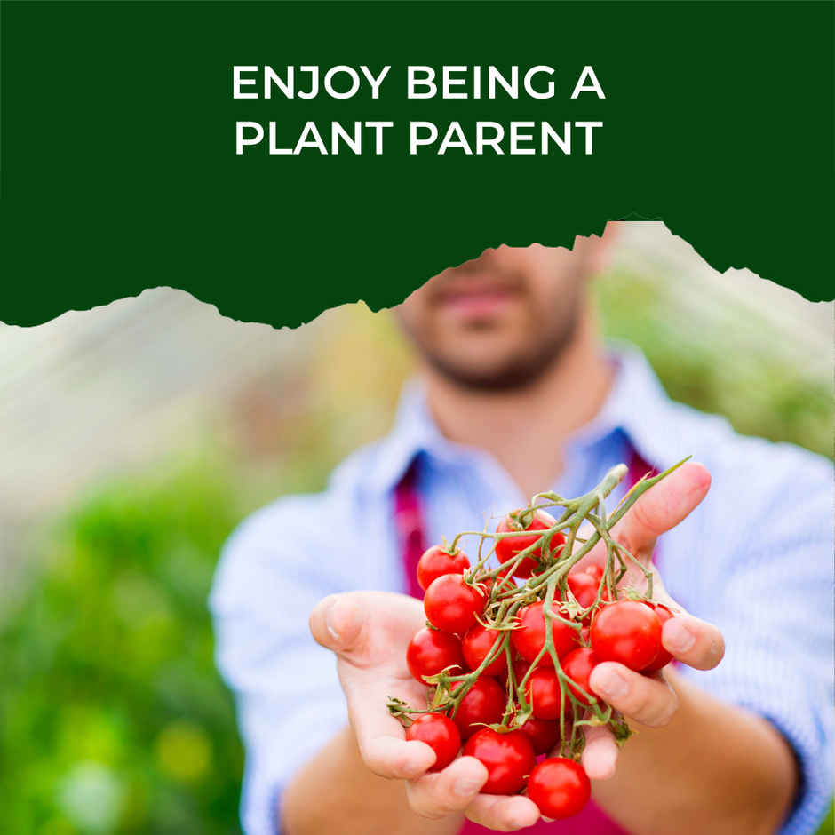 Pot And Bloom Cherry Tomato Kit 