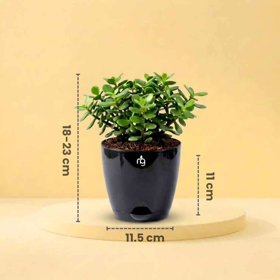 Nurturing Green Jade Plant in Self Watering Pot | Gifting & Decor