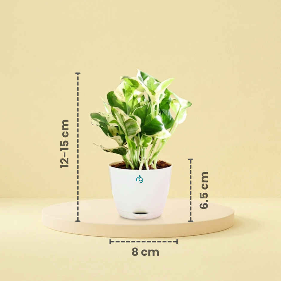 Nurturing Green Air Purifying Njoy Money Plant in Self Watering Ivory Pot | Gifting & Decor