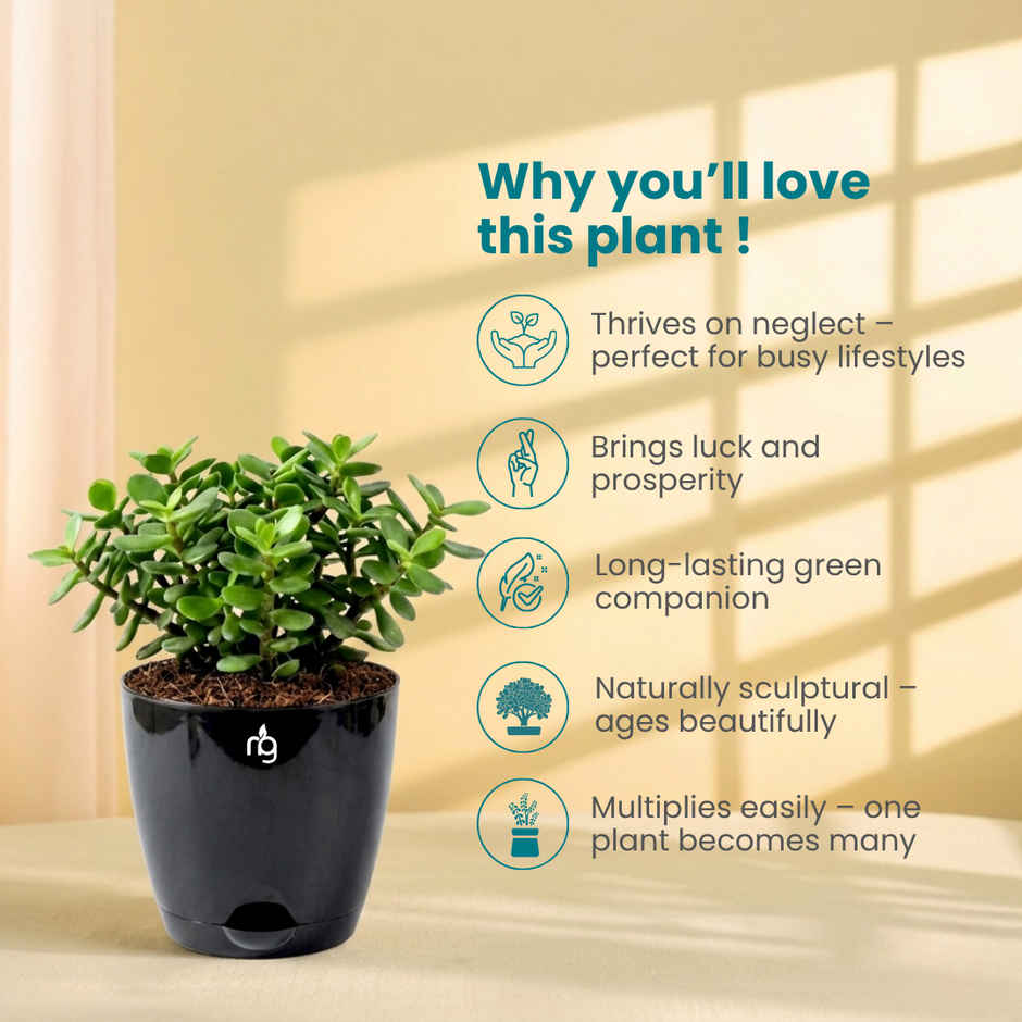 Nurturing Green Jade Plant in Self Watering Pot | Gifting & Decor