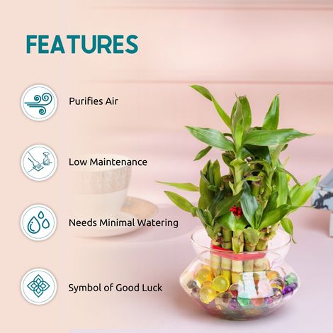 Nurturing Green - Lucky Bamboo Plant (2-layer) in Glass Pot (10cm x 8cm) | Plants for Gifting