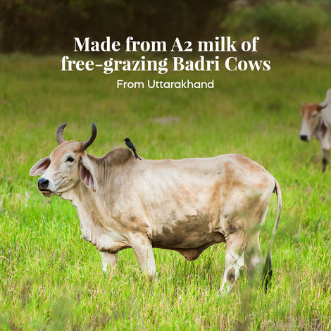 Himalayan Natives A2 Badri cow Ghee